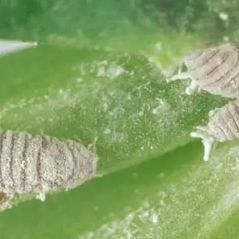 thumbnail for publication: Mealybug Vryburgia trionymoides (DeLotto) (Insecta: Hemiptera: Pseudococcidae)